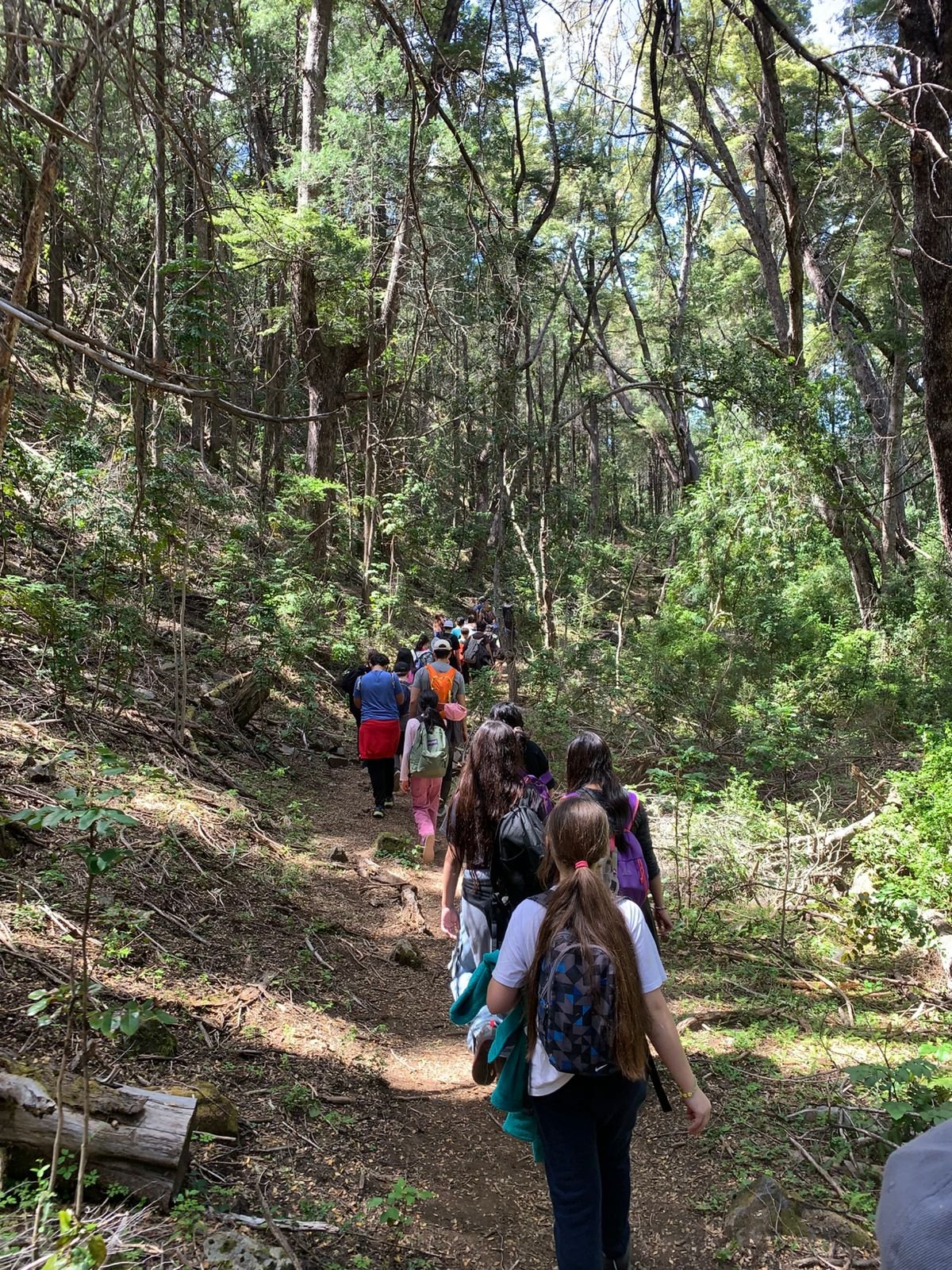 Exploración en los Bosques Andinos